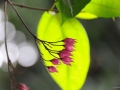 Pousada Magia Verde, Paraty