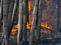 Joaquim Egídio - bambu queimando